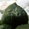 Ariocarpus _fissuratus _SB413 _04
